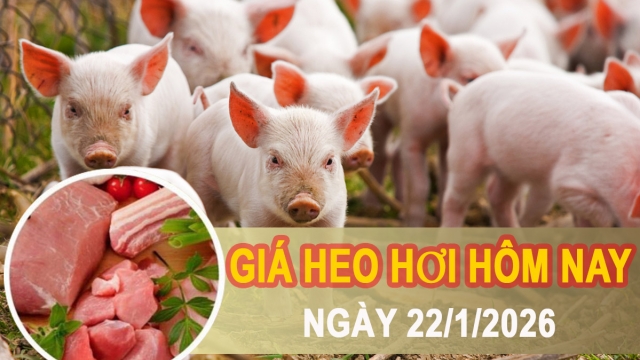 Giá heo hơi hôm nay 22/1: Tiếp đà tăng, miền Bắc chạm mốc cao nhất 78.000 đồng/kg