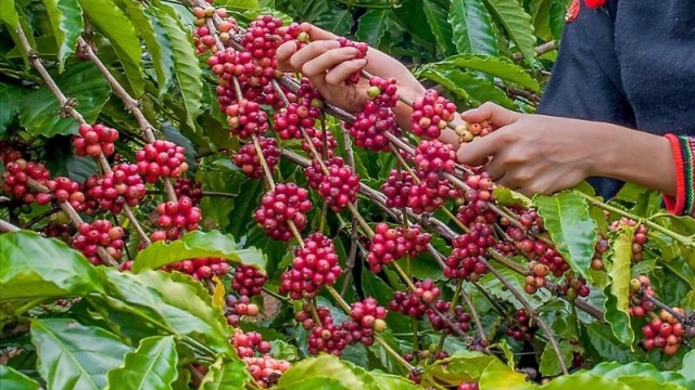 Giá cà phê hôm nay 11/7: Tăng sốc hơn 6.000 đồng/kg, vượt 98.000 đồng - hangthat.thuonghieucongluan.com.vn