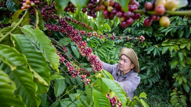 Giá cà phê hôm nay 16/8: Robusta giảm hơn 100 USD/tấn - hangthat.thuonghieucongluan.com.vn
