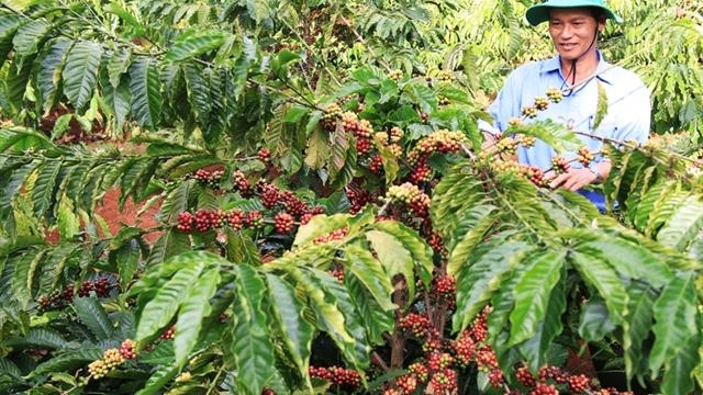 Giá cà phê hôm nay 10/8: Neo cao, thương lái sớm chào mua vụ mới - hangthat.thuonghieucongluan.com.vn