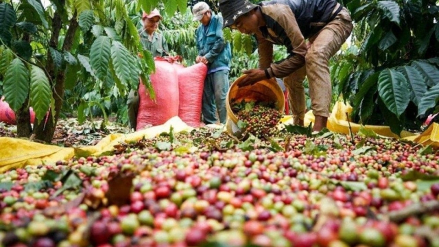 Giá cà phê hôm nay 23/8: Robusta rơi dưới 3.600 USD/tấn - hangthat.thuonghieucongluan.com.vn