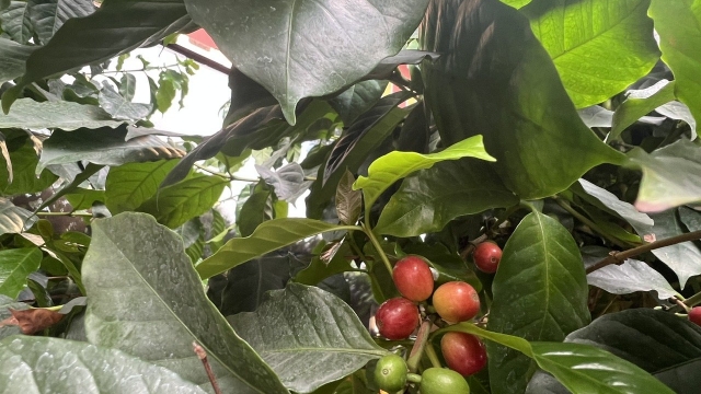 Giá cà phê hôm nay 12/8: Cao nhất 98.000 đồng/kg - hangthat.thuonghieucongluan.com.vn