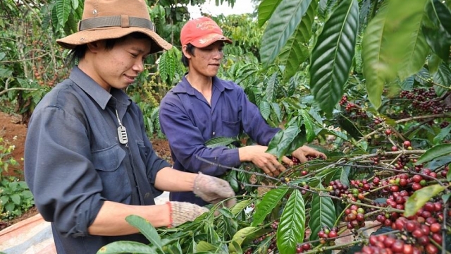 Giá cà phê hôm nay 17/8: Rơi xuống đáy 3 tuần - hangthat.thuonghieucongluan.com.vn