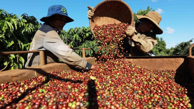 Giá cà phê hôm nay 29/8: Robusta chạm đáy 2 tháng - hangthat.thuonghieucongluan.com.vn