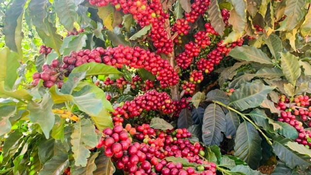 Giá cà phê hôm nay 31/8: Đồng loạt giảm - hangthat.thuonghieucongluan.com.vn