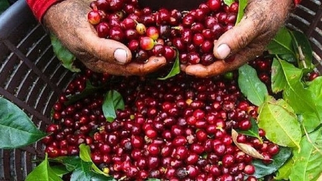 Giá cà phê hôm nay 2/9: Tăng giảm trái chiều - hangthat.thuonghieucongluan.com.vn