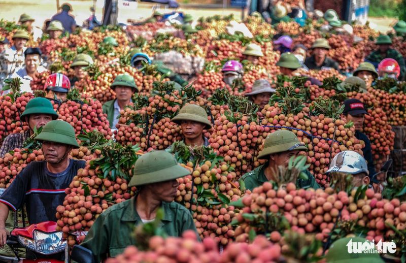 Nguy cơ lỡ hẹn xuất khẩu lô vải thiều đầu tiên sang Nhật Bản