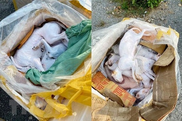 Nghệ An: Phát hiện xe khách chở 630kg thịt chó, mèo và nội tạng hôi thối đi tiêu thụ