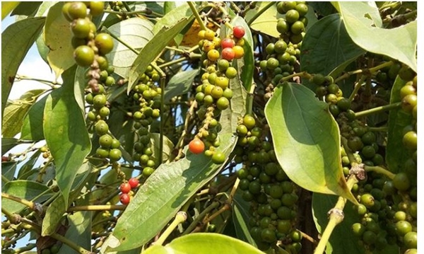 Thị trường giá nông sản 27/5: Giá tiêu đi ngang, cà phê tăng