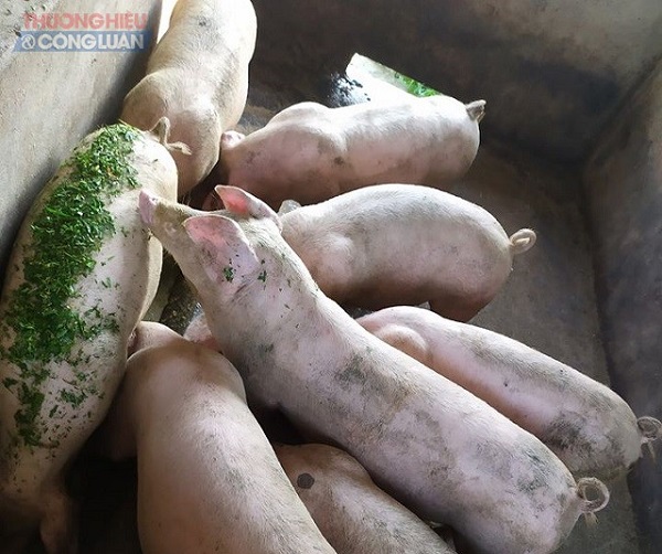 Giá heo hơi hôm nay 23/6: Thịt heo Thái được bán ra thị trường, giá heo hơi cả nước đồng loạt giảm