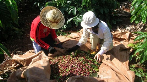 Giá cà phê hôm nay (26/6) tiếp tục lao dốc