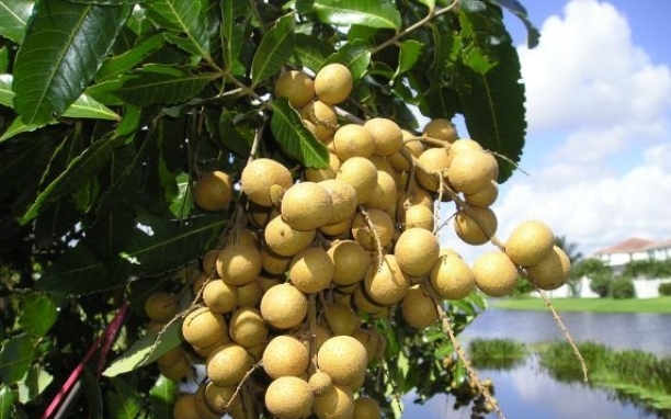 Nhãn Hải Dương sẵn sàng xuất đến các thị trường khó tính