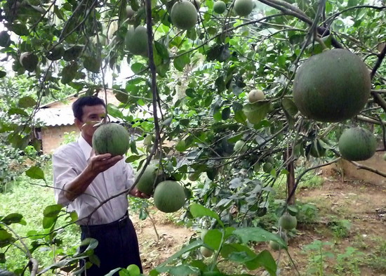 Bình Định hỗ trợ xây dựng nhiều nhãn hiệu tập thể