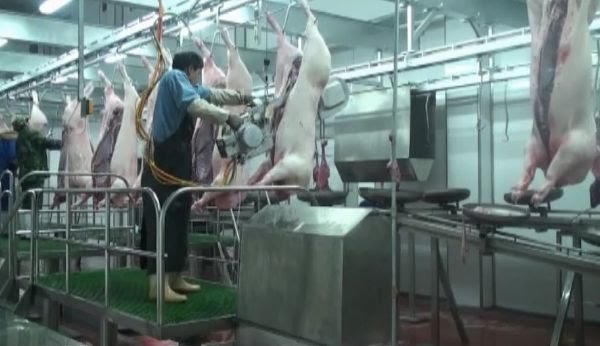 Giá lợn hơi ngày 6/8: Tiếp tục giảm nhẹ