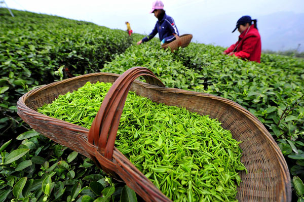 Xây dựng và phát triển thương hiệu chè Thái Nguyên