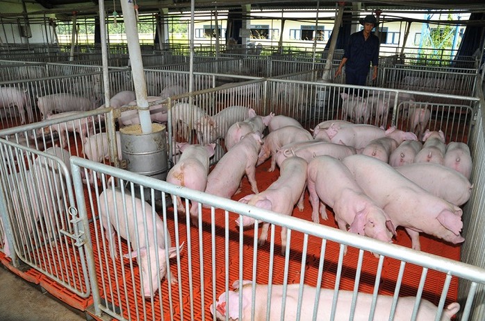 Giá lợn hơi ngày 12/8: Giảm nhẹ trên cả nước