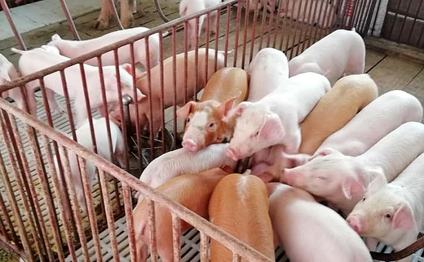 Giá lợn hơi ngày 15/8: Giảm nhẹ phiên cuối tuần