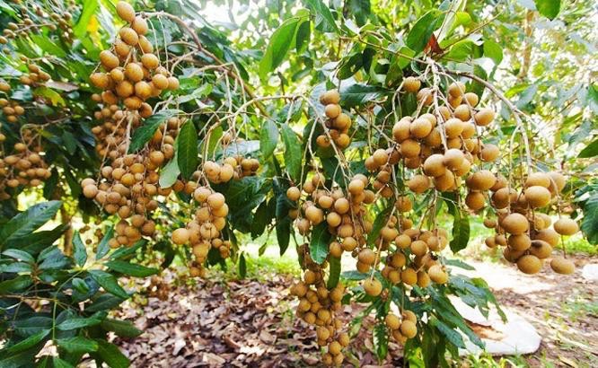 Giá nhãn, thanh long giảm mạnh