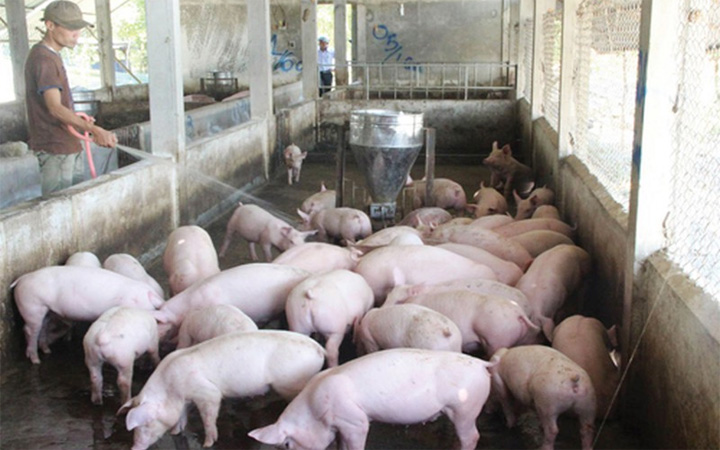 Giá lợn hơi hôm nay 16/8: Dao động từ 80.000 - 87.000 đồng/kg