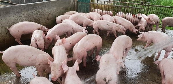 Giá lợn hơi ngày 17/8: Miền Bắc chạm ngưỡng 80.000 đồng/kg