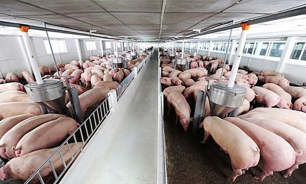 Giá lợn hơi ngày 18/8: Tiếp tục giảm ở thị trường miền Bắc