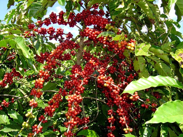 Giá cà phê hôm nay 19/8: Tăng 400 đồng/kg