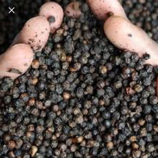 Giá tiêu hôm nay (20/8): Cán mốc 50.000 đồng/kg
