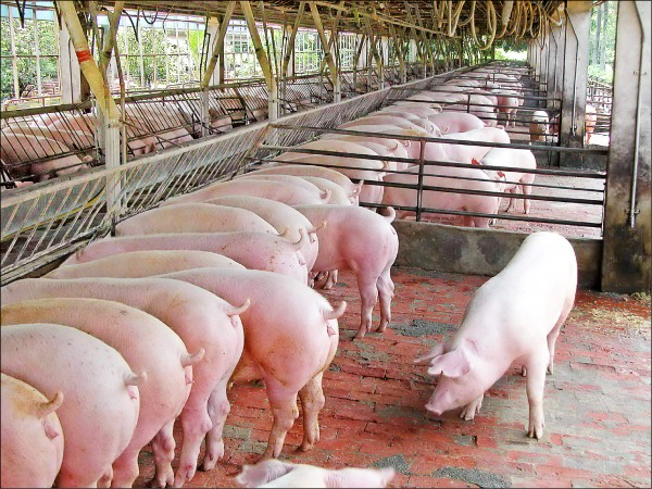 Giá lợn hơi ngày 21/8: Neo lại ngưỡng 85.000 đồng/kg
