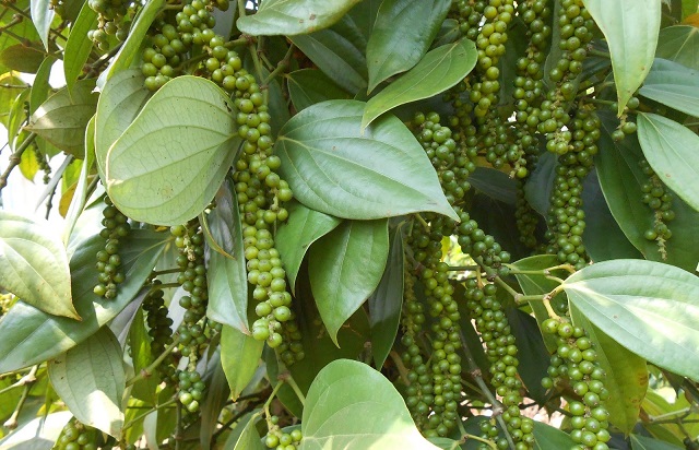 Giá tiêu ngày 21/8: Cao nhất tại Bà Rịa - Vũng Tàu 50.000 đồng/kg