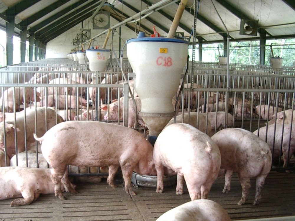 Giá lợn hơi ngày 22/8: Dao động quanh mốc 83.000 đồng/kg