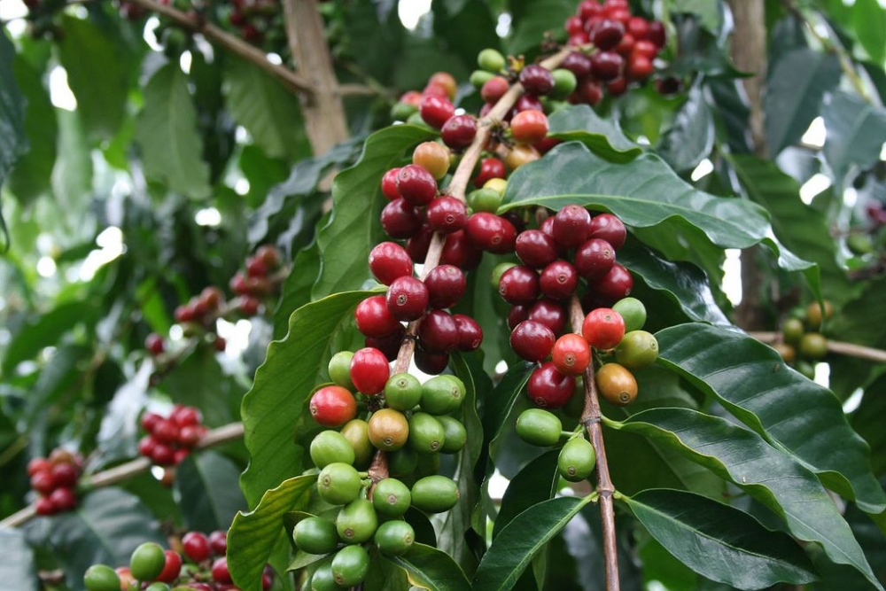 Giá cà phê hôm nay 26/8: Tăng gần chạm mốc 34.000 đồng/kg