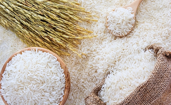 Giá lúa gạo ngày 26/8: Giá lúa chững lại