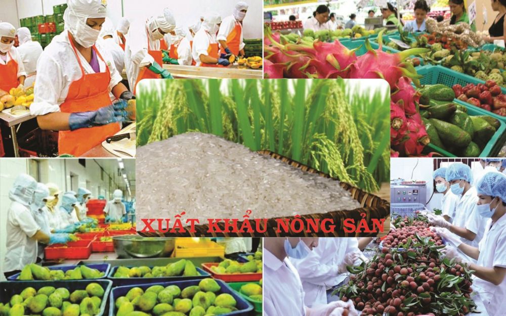 Xuất nhập khẩu Nông lâm thủy sản 8 tháng đầu năm 2020: Giảm so với năm 2019