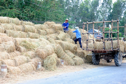Miền Tây đẩy mạnh thu mua rơm vụ lúa thu đông
