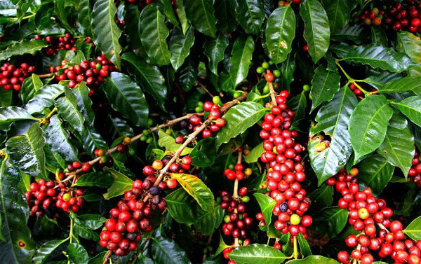 Giá cà phê hôm nay (9/9): Giảm xuống dưới 33.000 đồng/kg