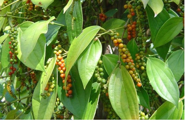 Giá tiêu hôm nay (9/9): Tăng 500 đồng/kg ở một số địa phương
