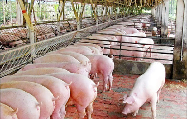 Giá lợn hơi ngày 10/9: Tiếp tục tăng từ 1.000 - 3.000 đồng/kg