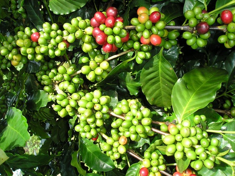 Giá cà phê hôm nay (11/9): Tăng 100 đồng/kg