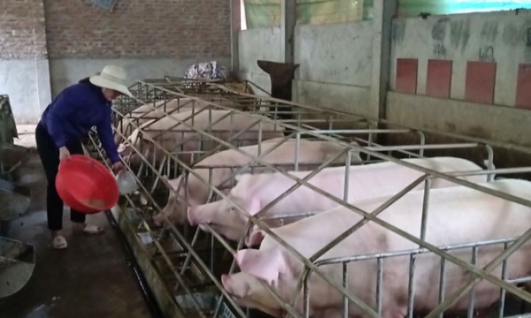 Giá lợn hơi hôm nay (12/9): Nhiều nơi trở lại mốc 80.000 đồng/kg