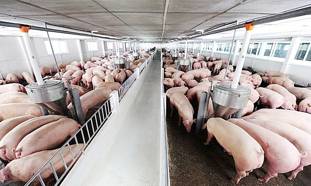 Giá lợn hơi hôm nay (13/9): Dao động từ 78.000 - 82.000 đồng/kg