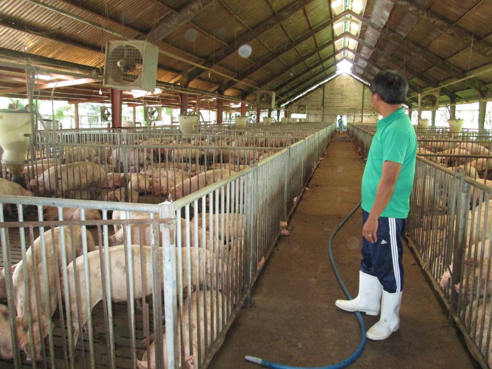 Giá lợn hơi hôm nay (15/9): Duy trì đà tăng