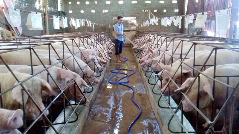 Giá lợn hơi ngày 16/9: Cao nhất đang ở mức 83.000 đồng/kg