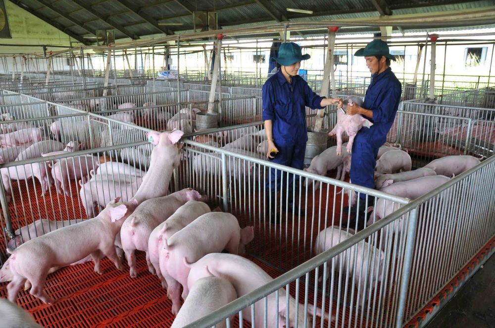 Giá lợn hơi ngày 17/9: Nối dài chuỗi ngày tăng giá