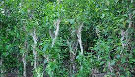 Xây dựng thương hiệu cho vùng chè xanh cổ thụ Hồng Lộc