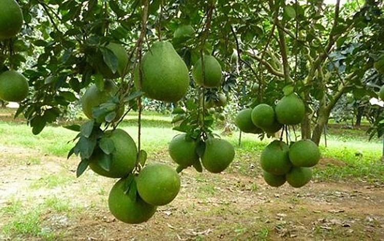 Bưởi da xanh miền Đông Nam Bộ hút hàng