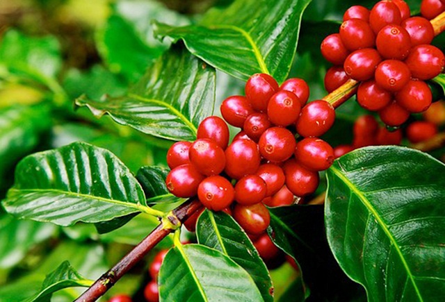 Giá cà phê ngày 19/9: Quanh mốc 33.000 đồng/kg