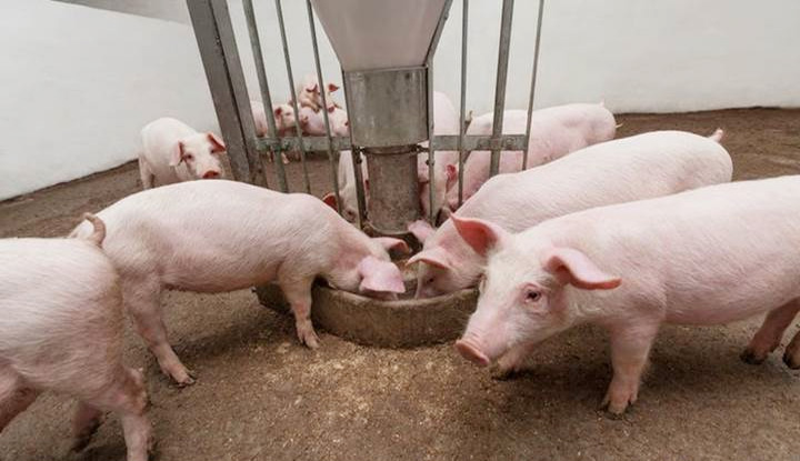 Giá lợn hơi ngày 19/9: Tiếp tục tăng, cao nhất đạt 84.000 đồng/kg