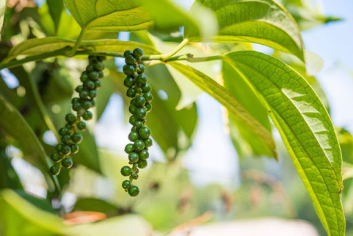 Giá tiêu ngày 19/9: Tăng nhẹ