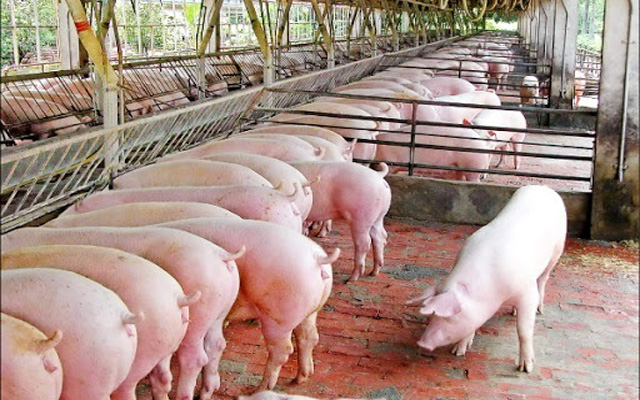 Giá lợn hơi hôm nay 20/9: Dao động từ 79.000 - 84.000 đồng/kg