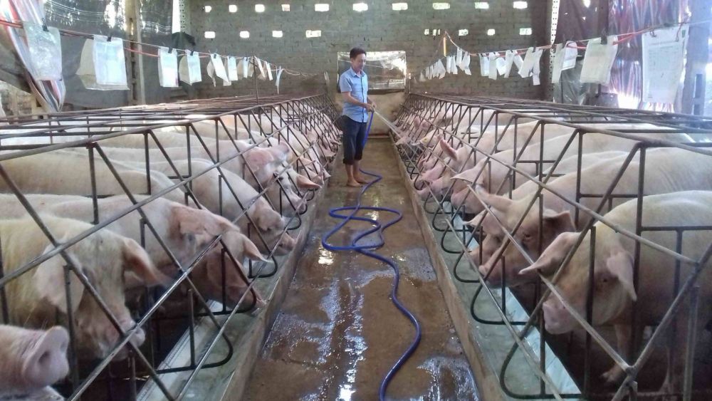 Giá lợn hơi ngày 21/9: Miền Nam xuống giá